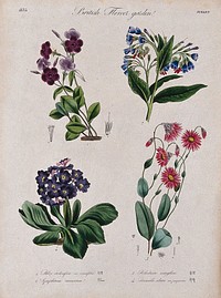 Four British garden plants, including a phlox: flowering stems and floral segments. Coloured etching, c. 1835.