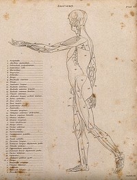 An écorché with left arm extended forwards, seen from the left side: diagram showing the outlines of the muscles. Line engraving by Campbell, 1816/1821.