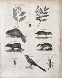 Above, a sprig of a clove tree, a beetle, two sprigs of a cassia tree bearing leaves from which senna is extracted, a beaver and three different cavies (small rodents); below, two beetles and a mocking creeper. Etching by Heath.