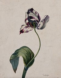 Purple striped tulip (Tulipa species): flower and leaves. Watercolour.