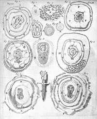 Opera omnia, figuris elegantissimis in aes incisis illustrata : Tomis duobus comprehensa. Quorum catalogum sequens pagina exhibet / [Marcello Malpighi].