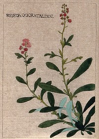 Mignonette plant (Reseda odorata): flowering stem. Watercolour.