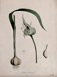 Common garlic (Allium sativum): bulb, flower head, single flower and single clove. Coloured lithograph after M. A. Burnett, c. 1850.