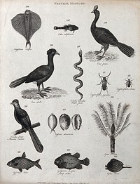 Above, two fish, two birds, a rattle snake and two beetles; below, a mexican cuckoo, three molluscs, a palmtree, two fish and a shell. Engraving by Heath.