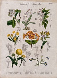 Eight plants, including three orchids and a hawthorn: flowering stems. Coloured etching, c. 1836.