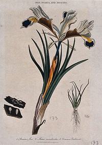 An iris (Iris persica), a fungus (Isaria species) and quillwort (Isoetes species) Coloured etching by J. Pass, c. 1811.