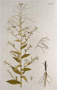 Rock or wall cress (Arabis pendula L.): flowering and fruiting stem with separate root, fruit and flower. Coloured engraving after F. von Scheidl, 1776.