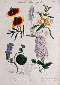 Four British garden plants: flowering stems and floral segments. Coloured etching, c. 1836.
