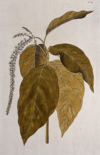 Fiddlewood (Citharexylum quadrangulare Jacq.): flowering stem. Coloured engraving after F. von Scheidl, 1770.