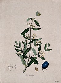 Olive tree (Olea europaea): flowering stem with fruit and floral segments. Coloured lithograph after M. A. Burnett, c. 1843.