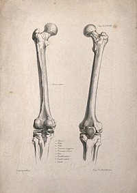 Bones of the upper leg: two figures. Lithograph by Martelli after C. Squanquerillo, 1840.