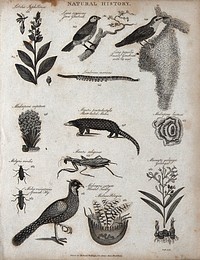 Above, a sprig and flowers of a lobelia, two grosbeaks with a nest, an earthworm, a madrepore , a manis, and a madrepore (perforated coral); below, a beetle, a mantis, a spanish fly, a turkey, a jellyfish (medusa), and a bulbuos plant. Engraving by Heath.
