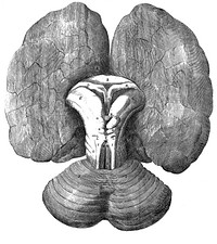 T. Willis "cerebri anatome", 1664: illustration
