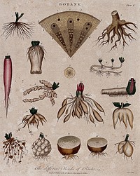 Fifteen different forms of plant root and two anatomical sections. Coloured etching by J. Pass, c. 1799.