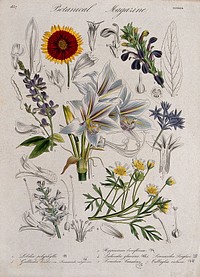 Seven garden plants, including an amaryllis and a blanket flower: flowering stems and floral segments. Coloured etching, c. 1837.