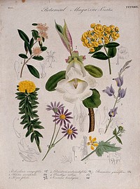 Seven British garden plants: flowering stems and some floral segments. Coloured etching, c. 1833.