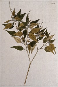 Fever bark (Croton balsamifer Jacq.): flowering and fruiting stem. Coloured engraving after F. von Scheidl, 1776.