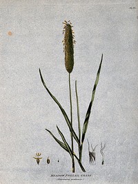 Meadow foxtail grass (Alopecurus pratensis): seedhead, leafy stems and floral segments. Coloured etching, c. 1805.