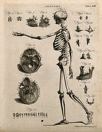 Skeleton with left arm extended, side view, with eighteen further figures of skull bones and teeth. Line engraving by A. Bell, 1771/1783.