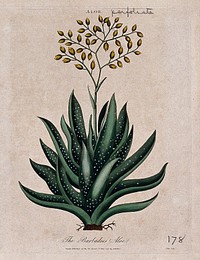 Barbados aloe plant (Aloe vera): flowering stem. Coloured etching by J. Pass, c. 1796, after J. Ihle.