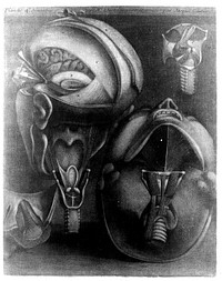 Muscles of the eye and larynx and the head shown with a section of skull removed. Colour mezzotint by J. F. Gautier d'Agoty after himself, 1745-1746.
