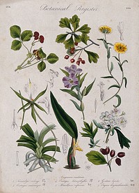 Seven plants, including two orchids and two hawthorns: flowering stems. Coloured etching, c. 1836.