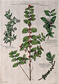 St. Peter's wort, cassioberry bush, myrtle-leaved sumach and candleberry tree. Coloured engraving by H. Fletcher, c. 1730, after J. van Huysum.