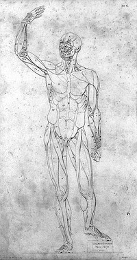 Darstellung des Knochenbaues von dem menschlichen Körper. Mit der Angabe der Verhältnisse desselben / von J. Martin Fischer.