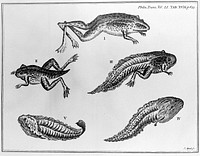 "the frog-fish of Surinam" George Edwards