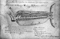 Catoptron microcosmicum, suis aere incisis visionibus splendens, cum historia, et pinace, de nova prodit / [Johann Remmelin].