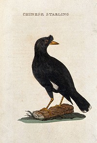 A starling. Coloured engraving.