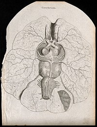 Cerebrum: view from below. Line engraving by Campbell, 1816/1821.