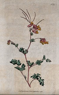 Fumitory (Fumaria glauca): flowering and fruiting stem. Coloured engraving, c. 1792.