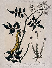 Two flowering plants: sheep's-bit (Jasione montana) and jasmine (Jasminum officinale), with a hawk-moth caterpillar. Coloured etching by J. Pass, c. 1811.