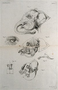 Head of an elephant: six figures, including a detail of the eye, and dissections illustrating the bones and muscles of the head. Etching by R. Vinkeles 1787/1800 , after P. Camper, 1774.