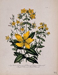 Five British wild flowers, all types of St. John's wort (Hypericum species). Coloured lithograph, c. 1846, after H. Humphreys.