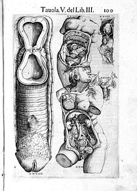 Anatomia del corpo humano / composta per M. Giouan Valuerde di Hamusco, & da luy con molte figure di rame, et eruditi discorsi in luce mandata.