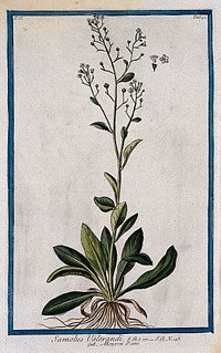 Brookweed (Samolus valerandi L.): entire flowering and fruiting plant with separate floral sections. Coloured etching by M. Bouchard, 1774.