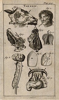 The salivary glands in man and animal. Engraving, 1686.