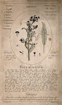 Alkanet (Anchusa tinctoria L.): flowering stem with separate leaf and floral segments and description of the plant and its medicinal uses. Coloured line engraving by C. H. Hemerich, c. 1759, after T. Sheldrake.