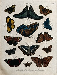 Species of butterflies. Coloured etching by J. Pass, 1821.