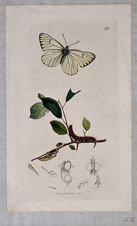 A hawthorn twig (Crataegus species) with an associated butterfly, its caterpillar, chrysalis and anatomical segments. Coloured etching, c. 1831.