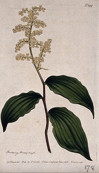 Wild spikenard (Smilacina racemosa): flowering stem. Coloured engraving by F. Sansom, c. 1806, after S. Edwards.