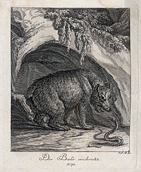 A bear and a snake hissing at each other outside a cave. Etching by J. E. Ridinger.