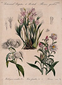 Three British garden plants, including an orchid: flowering stems and floral segments. Coloured etching, c. 1838.