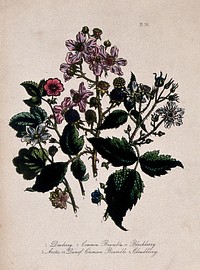 Four British wild flowers with fruit; dewberry, two brambles and cloudberry . Coloured lithograph, c. 1856, after H. Humphreys.
