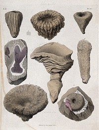 Geology: fossil remains in stone. Coloured engraving, 1833.