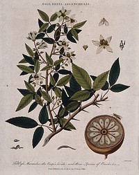 A bael tree (Aegle marmelos) with sectioned fruit, a dancefly (Empis livida) and three worms (Enchelis species). Coloured etching by J. Pass, c. 1804, after J. Ihle.
