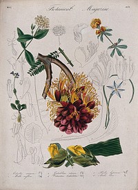 Seven garden plants, including an orchid: flowering stems and floral segments. Coloured etching, c. 1834.