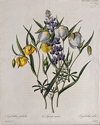 Three flowering plants: two mariposa lilies (Calochortus species) and a lupin (Lupinus nanus). Coloured etching by W. Clark, c. 1835, after Miss Drake.